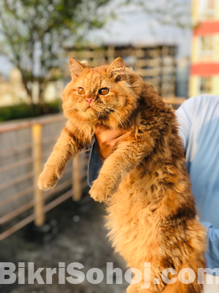 Persian Male Cat